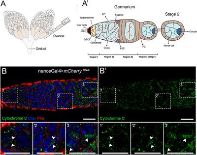 Mitochondrial Dynamics in the Drosophila Ovary Regulates Germ Stem Cell Number, Cell Fate, and Female Fertility